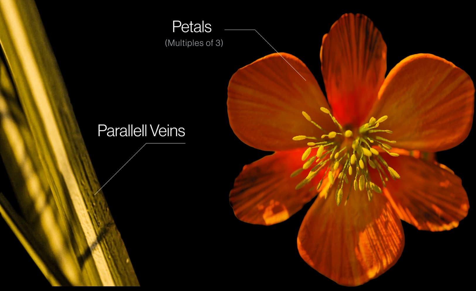 Detailed biomimicry breakdown — flower geometry to design system